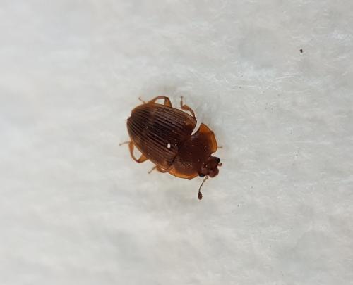 Stelidota geminata